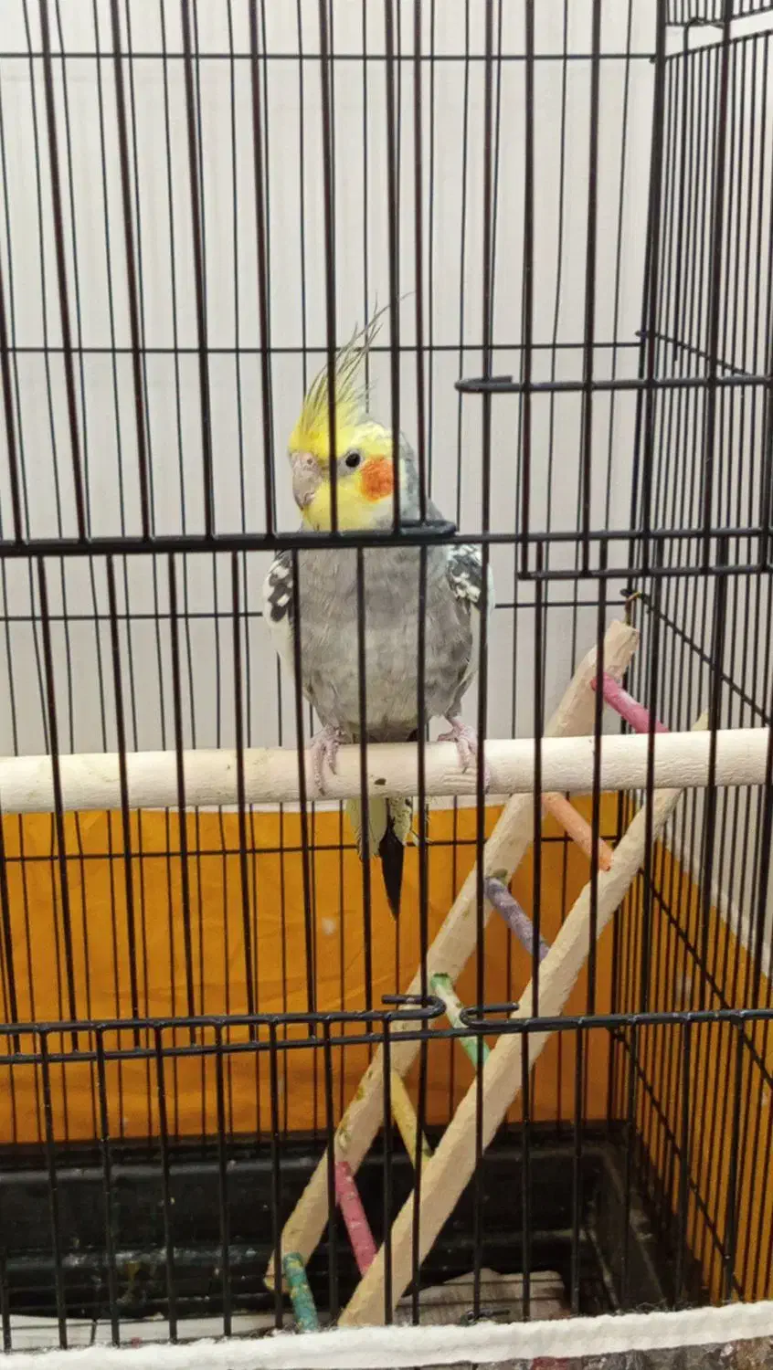 عروس هلندی|پرنده|مشهد, قائم|دیوار