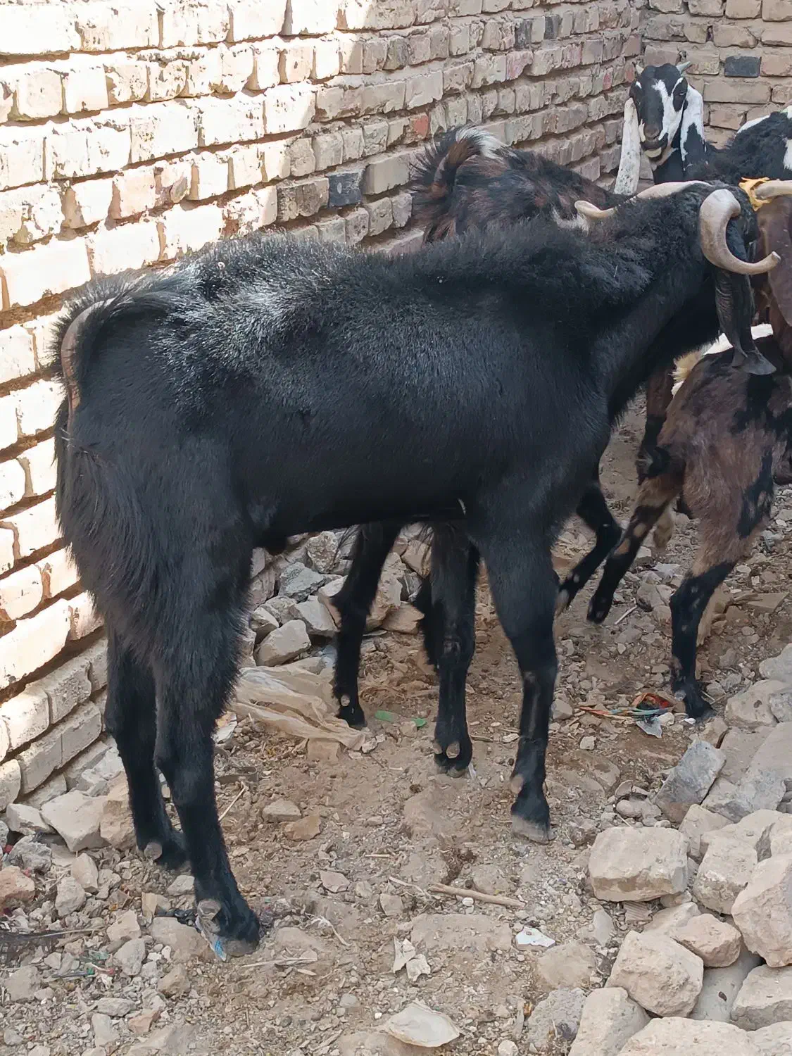 سلام گوسفند پنجاپی دارم چشم سفید اصل|حیوانات مزرعه|خاش, |دیوار