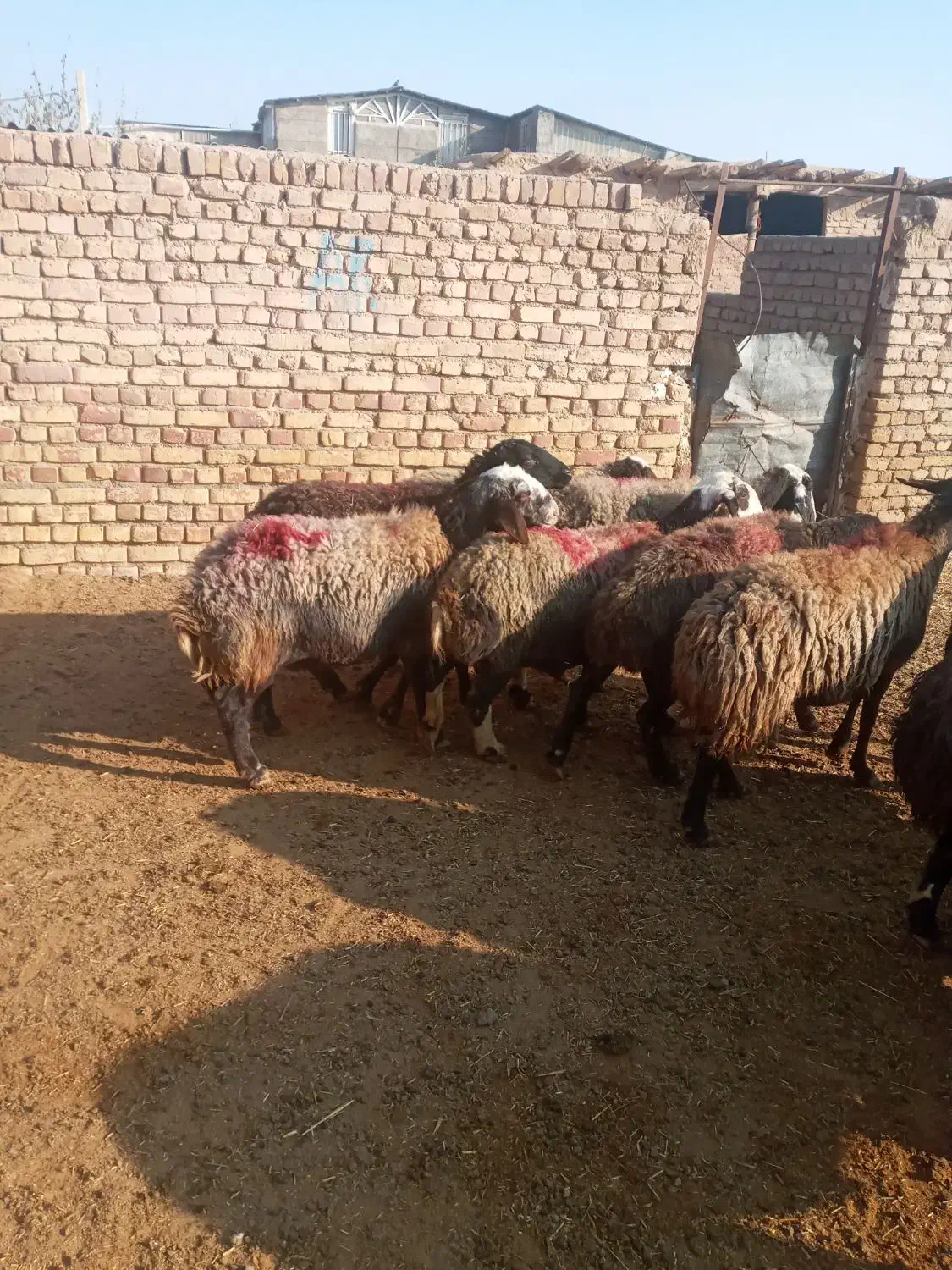 گوسفند زنده|حیوانات مزرعه|دشتابی, |دیوار