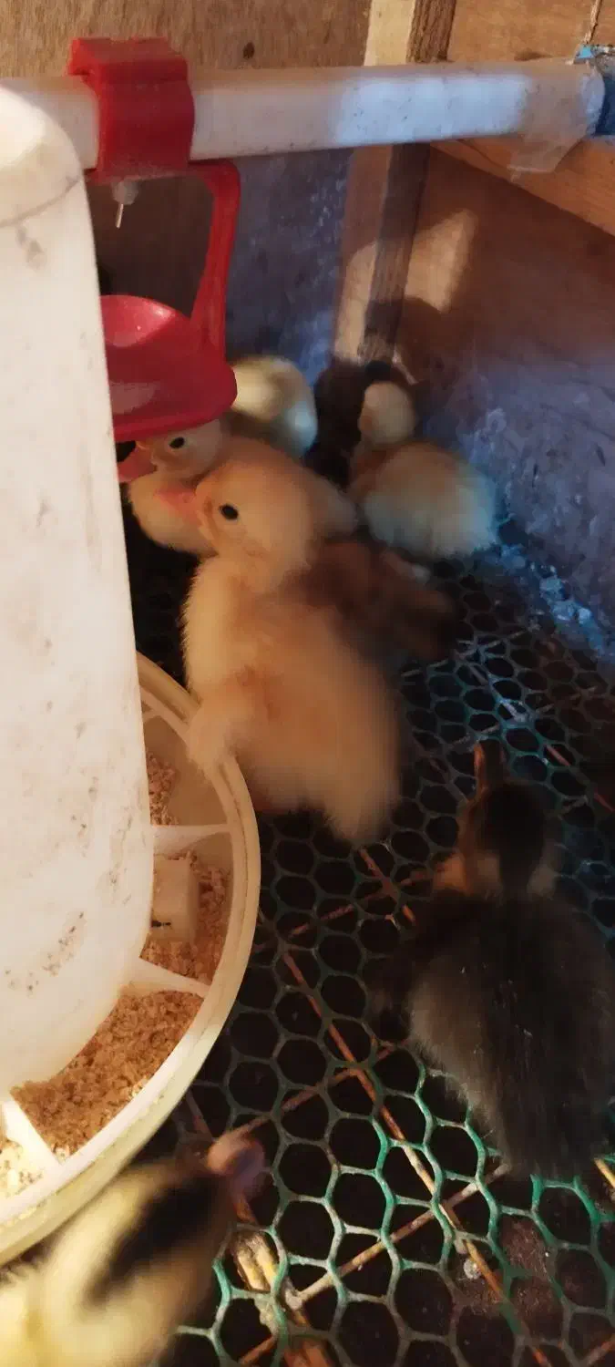 جوجه اردک محلی|حیوانات مزرعه|آستارا, |دیوار