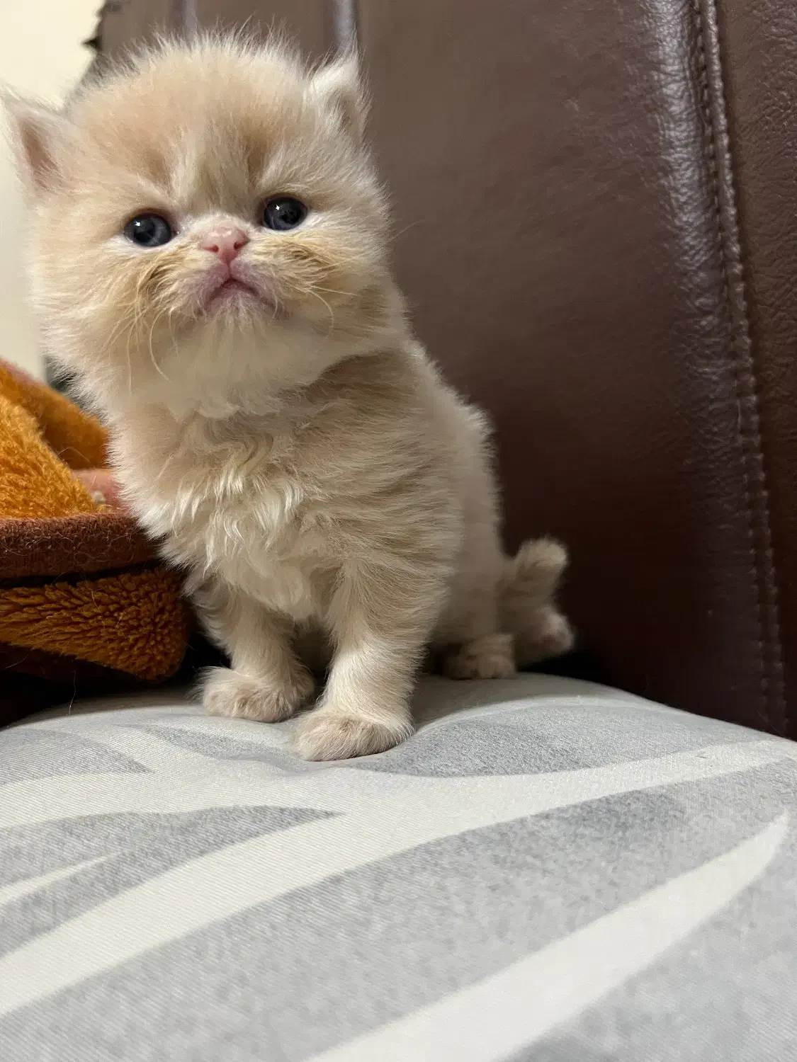 گربه پرشین مو بلند دال فیس|گربه|ساری, |دیوار