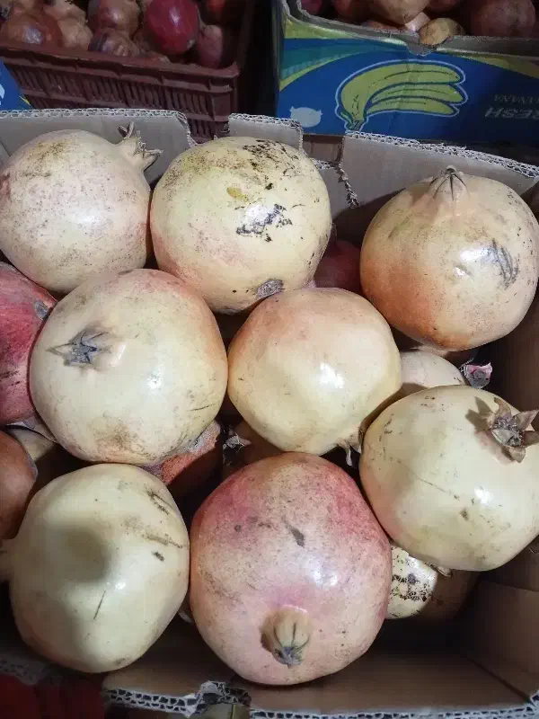 انار|عمدهفروشی|لوشان, |دیوار