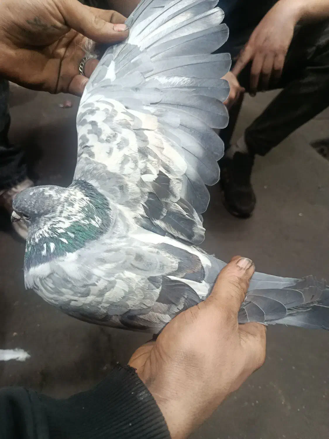 کبوتر پرشی|پرنده|قم, ولیعصر|دیوار