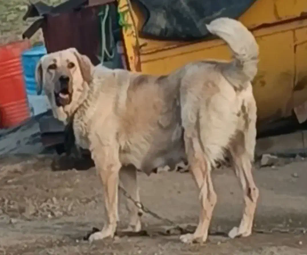 گوشی و سگ پژدر سراب نگهبان|موبایل|بوئین زهرا, |دیوار