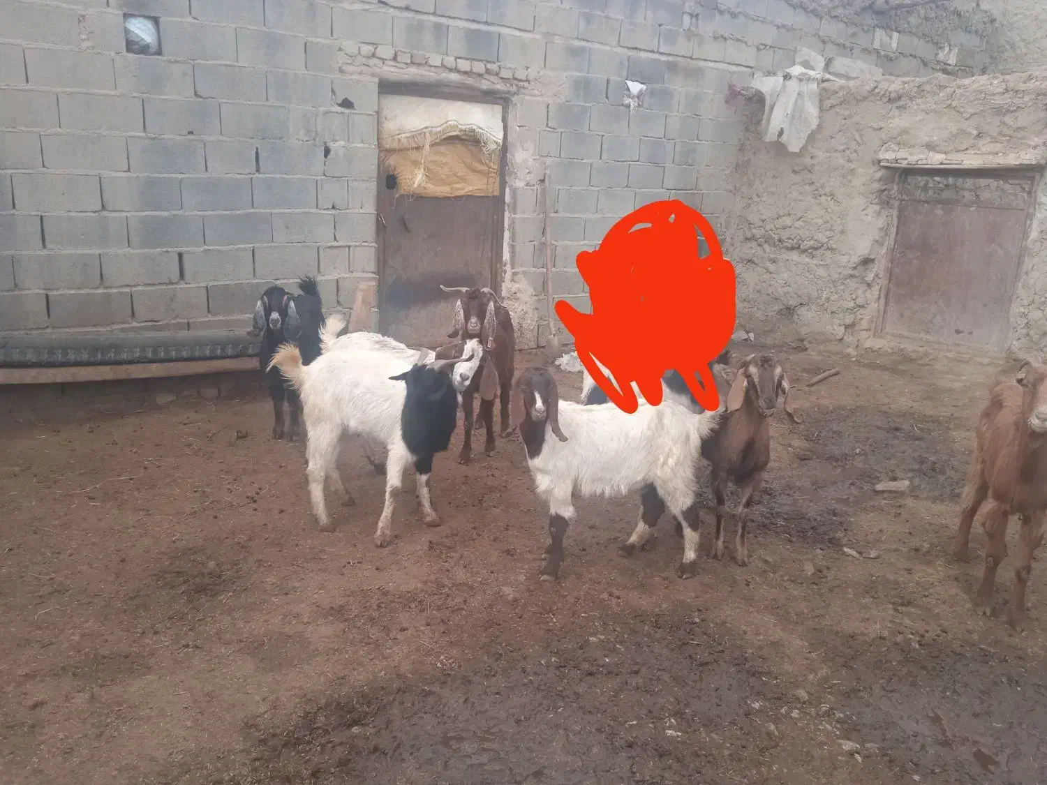 بز با تکه|حیوانات مزرعه|اسفراین, |دیوار