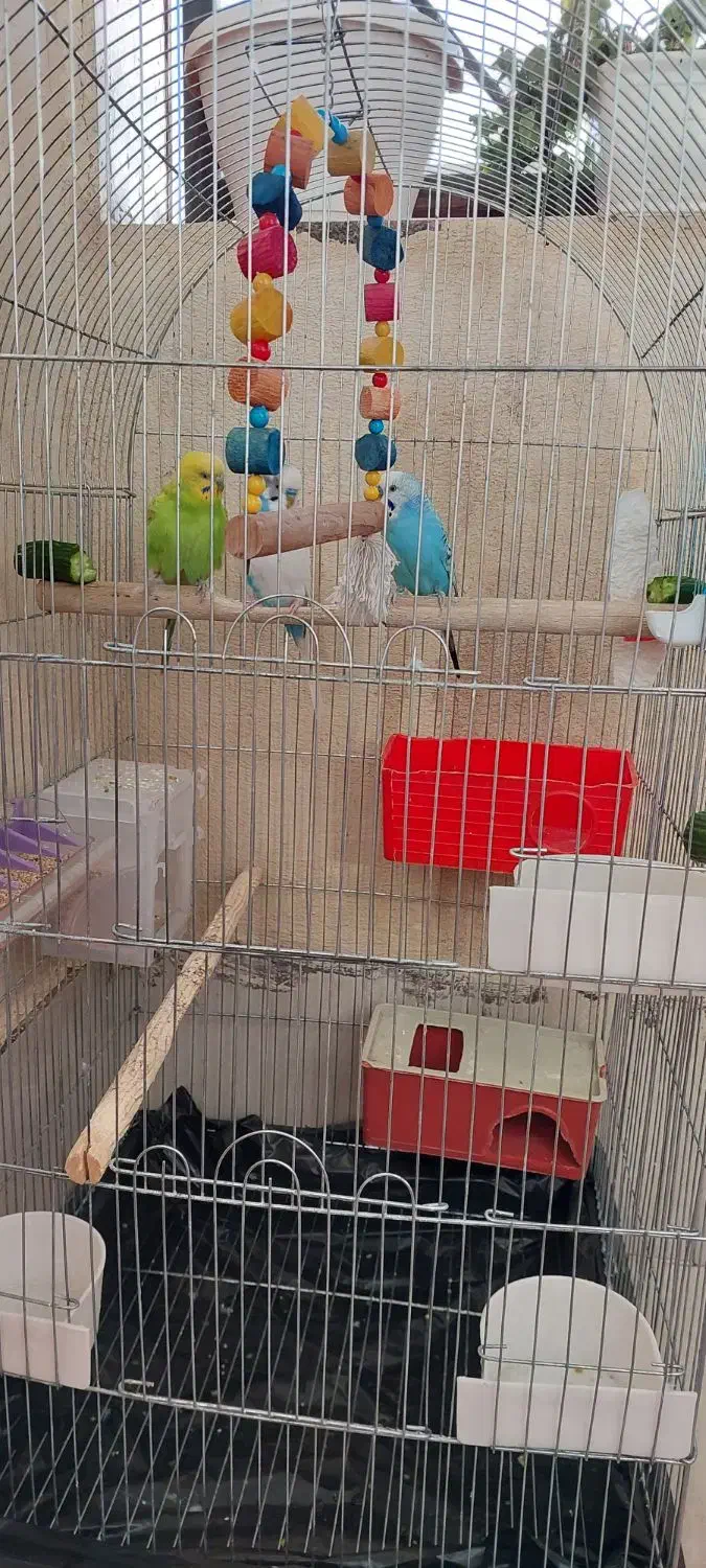 ۳عددمرغ عشق|پرنده|پاکدشت, پاکدشت (مامازند)|دیوار