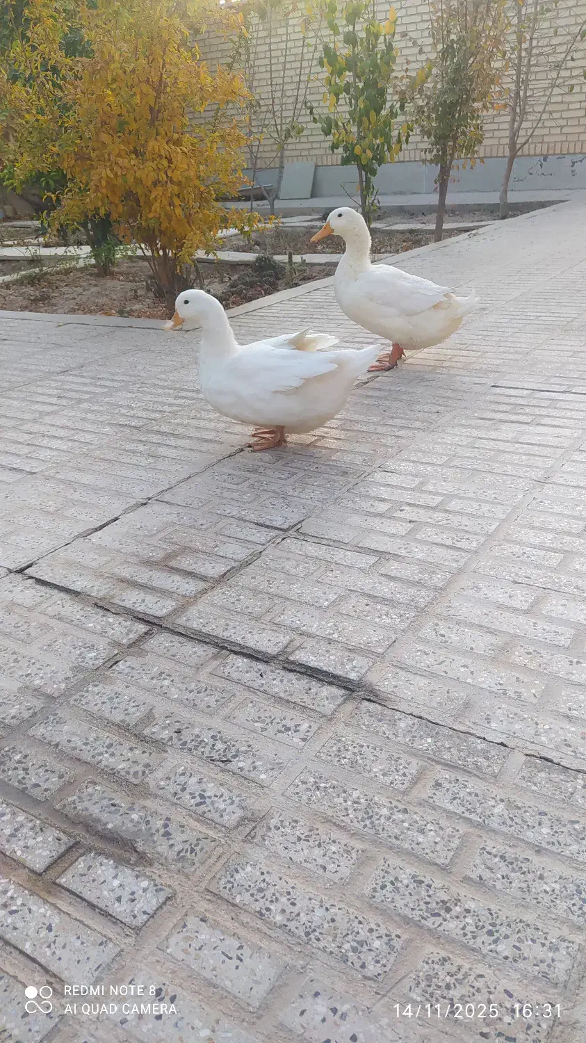 اردک خانگی|حیوانات مزرعه|شاهینشهر, شهرک ردانی پور|دیوار