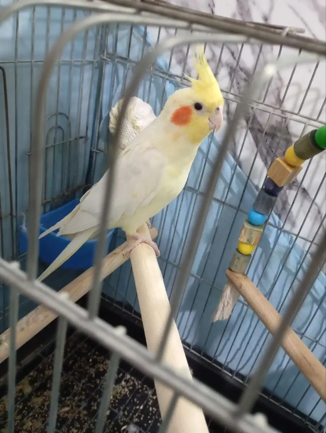 عروس هلندی سخنگو|پرنده|کرج, آق تپه|دیوار