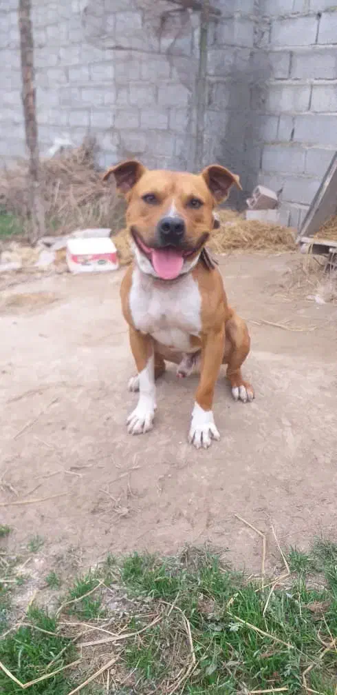 توله پیتبول|سگ|ساری, |دیوار