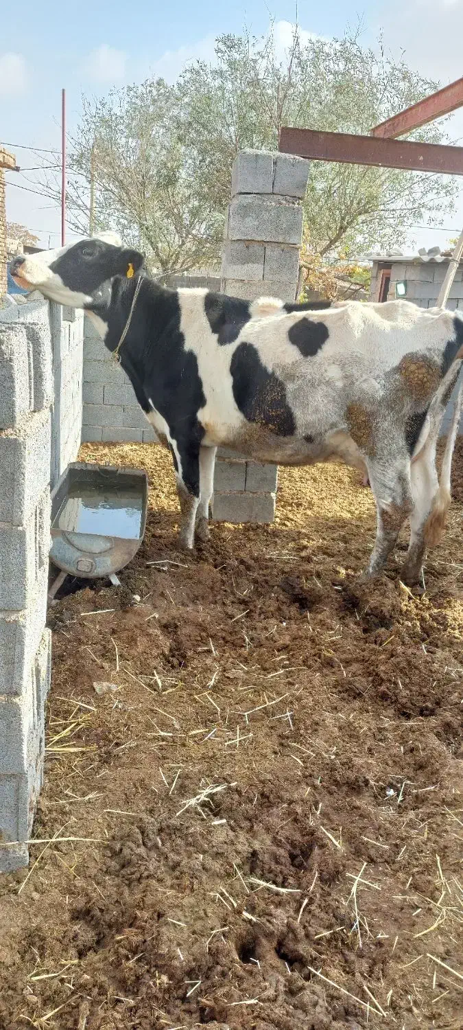 گاو شیری|حیوانات مزرعه|گلبهار, بیزکی|دیوار