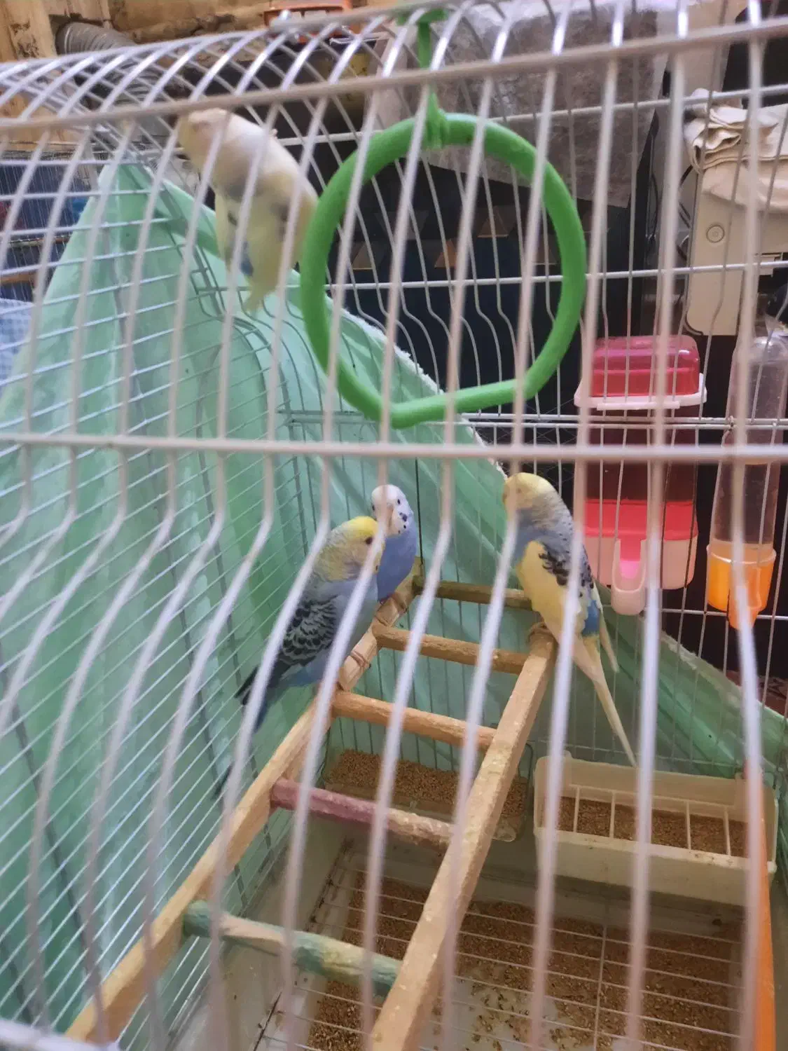 مرغ عشق|پرنده|تهران, شهید اسدی|دیوار