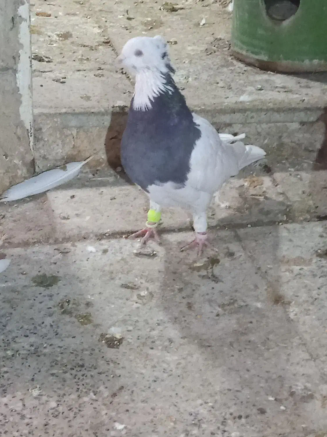 کبوتر طوقی|پرنده|محمدشهر, ولدآباد|دیوار