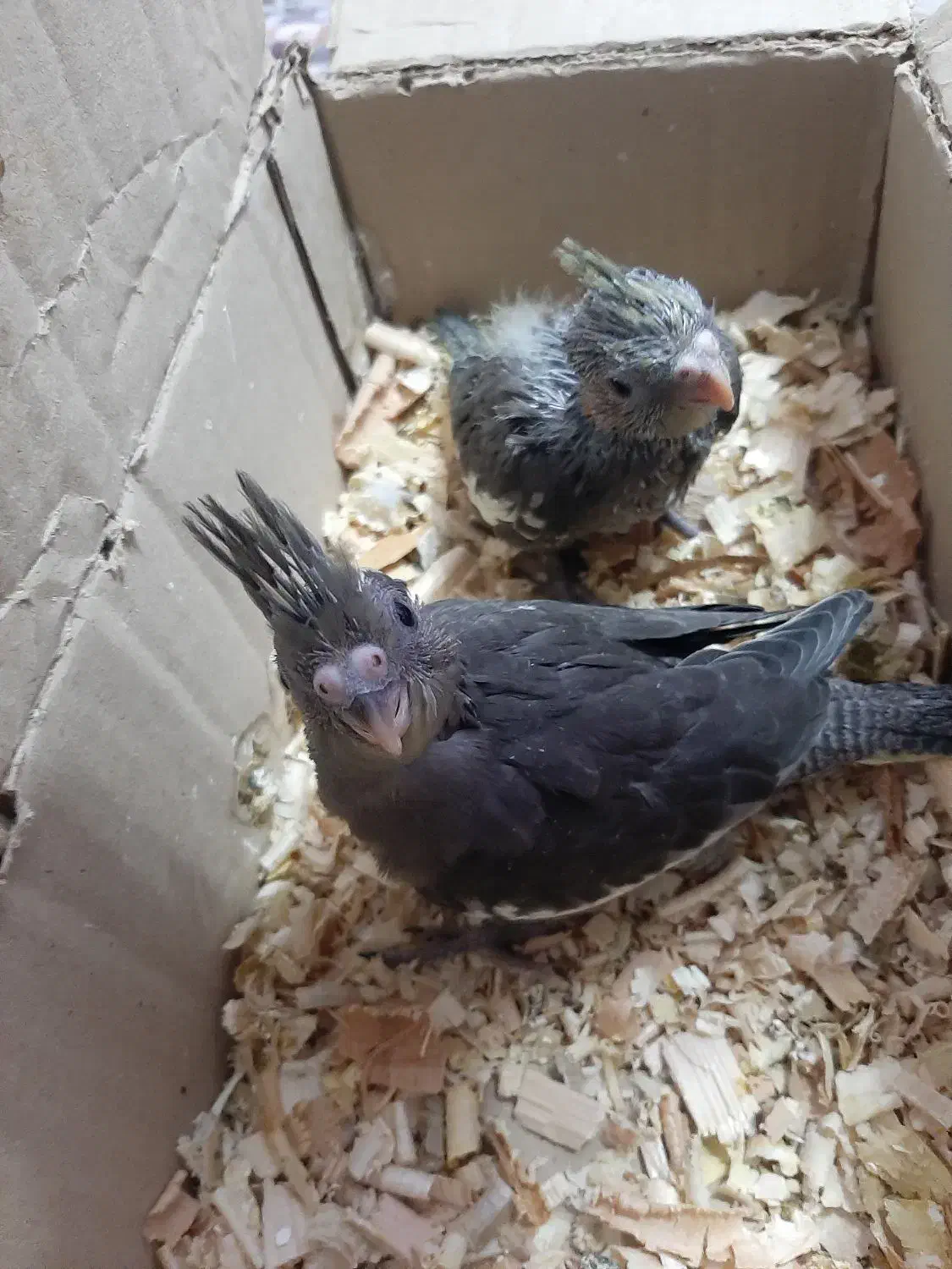 جوجه عروس هلندی|پرنده|اندیمشک, |دیوار