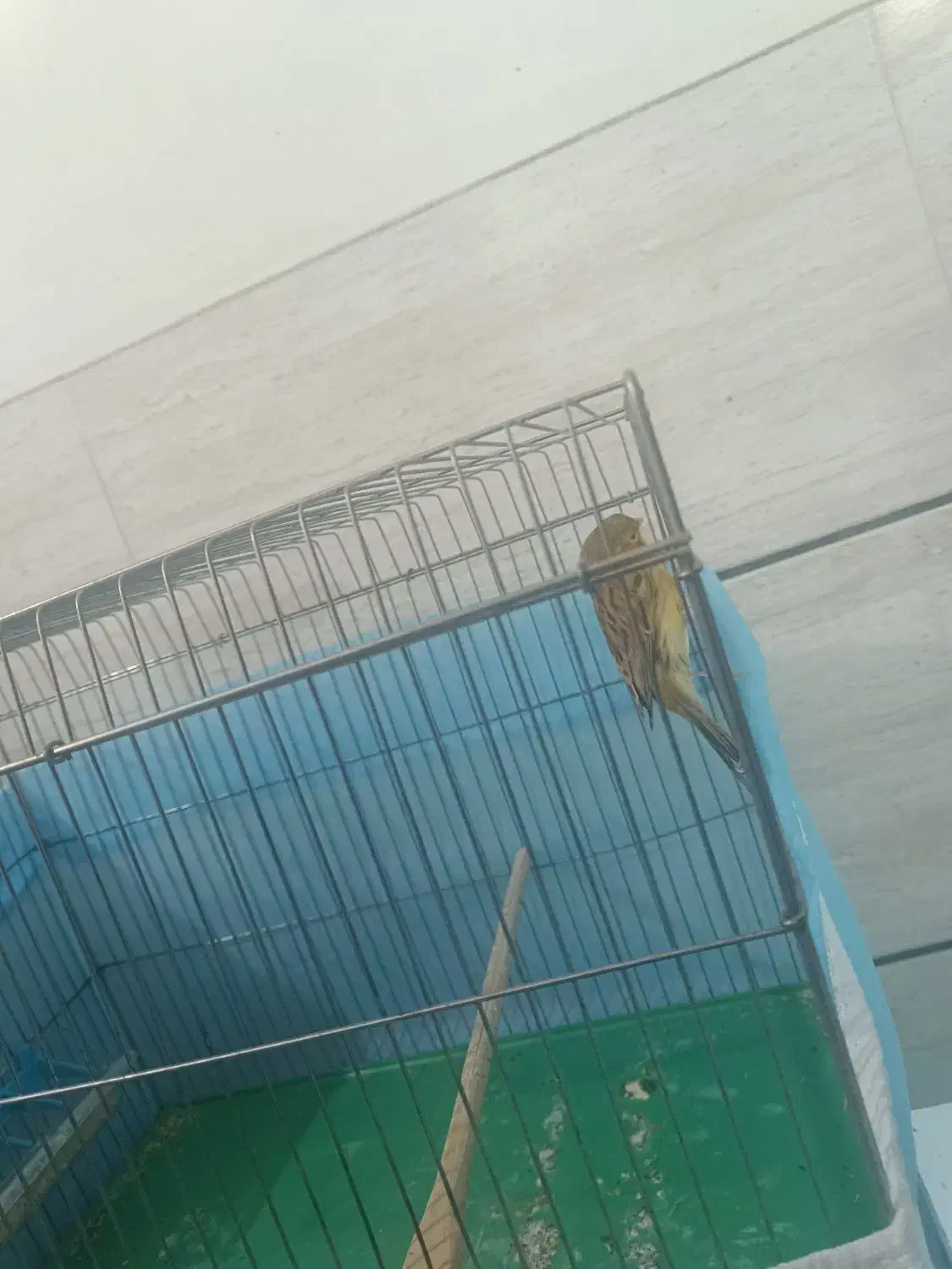 قناری ماده اماده|پرنده|شیراز, کوشک میدان|دیوار