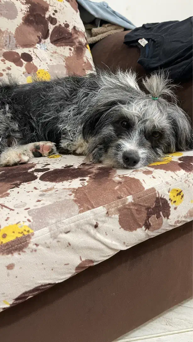 واگذاری حیوان خانگی|سگ|لاهیجان, قیام|دیوار