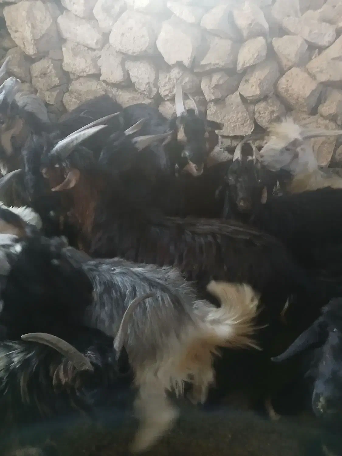 کهره نر چاق|حیوانات مزرعه|بیضا, |دیوار