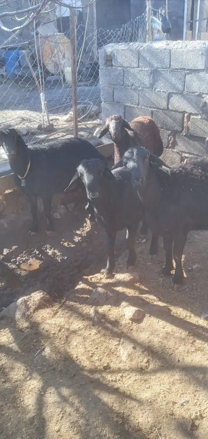 قوچ|حیوانات مزرعه|خورش رستم, |دیوار