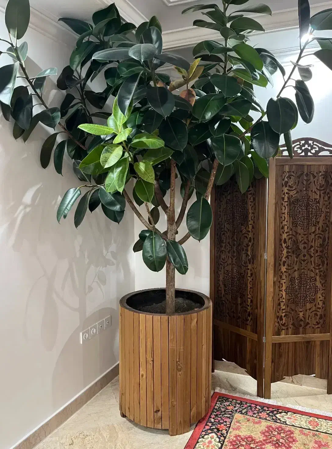 فیکوس پیوندی|گل و گیاه طبیعی|تهران, مجیدیه|دیوار