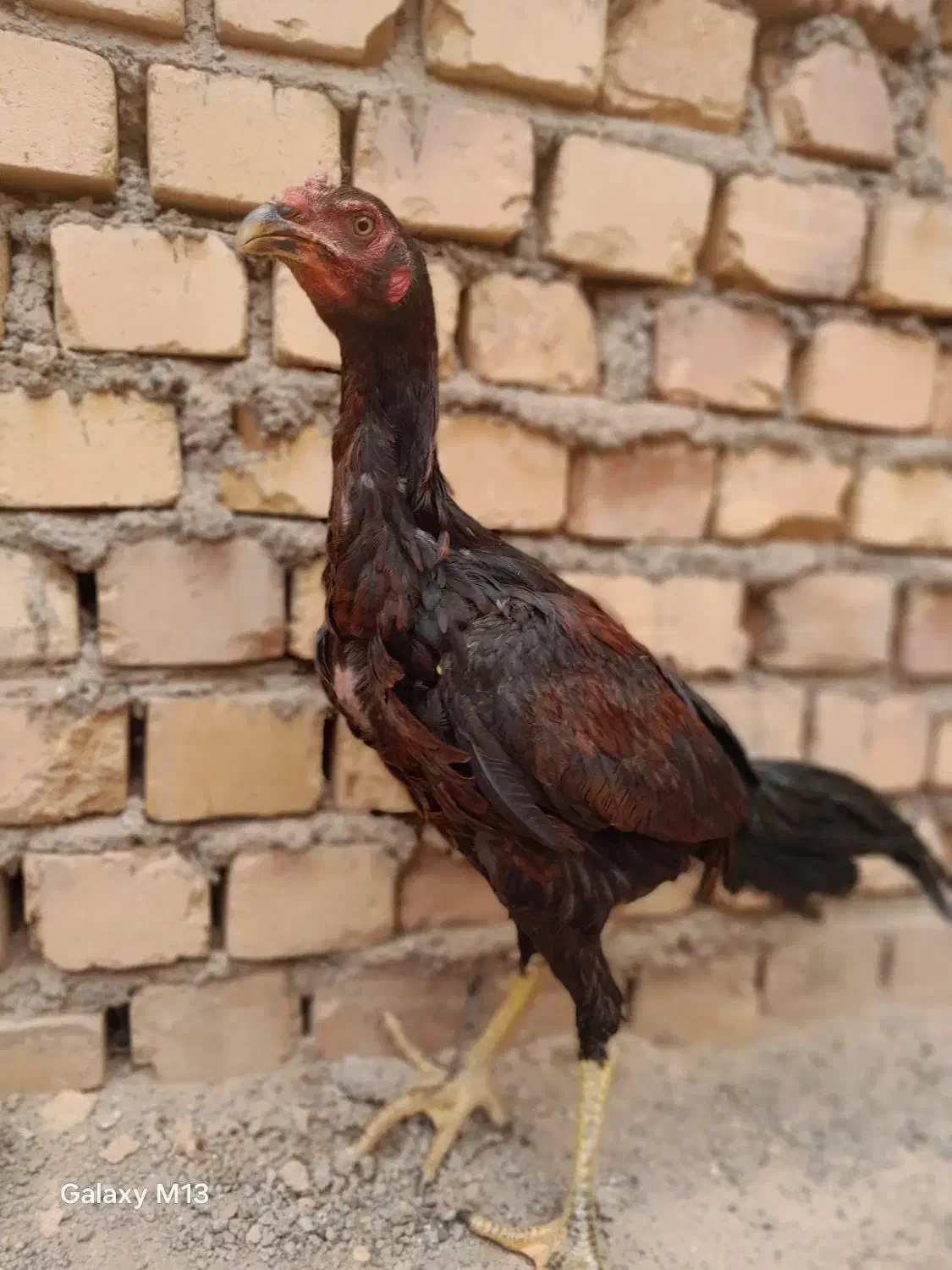 جوجه مرغ و خروس|حیوانات مزرعه|سبزوار, قصبه غربی|دیوار