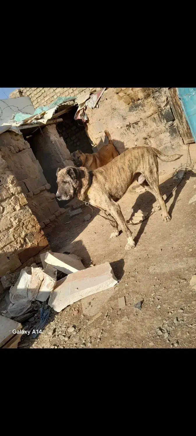 سگ گله|سگ|مشهد, شیرحصار|دیوار