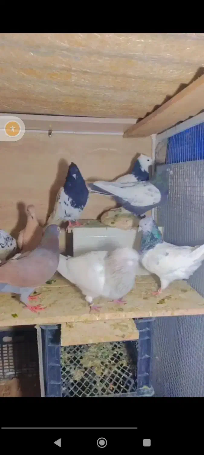 کله ،سینه|پرنده|مشهد, امام خمینی|دیوار