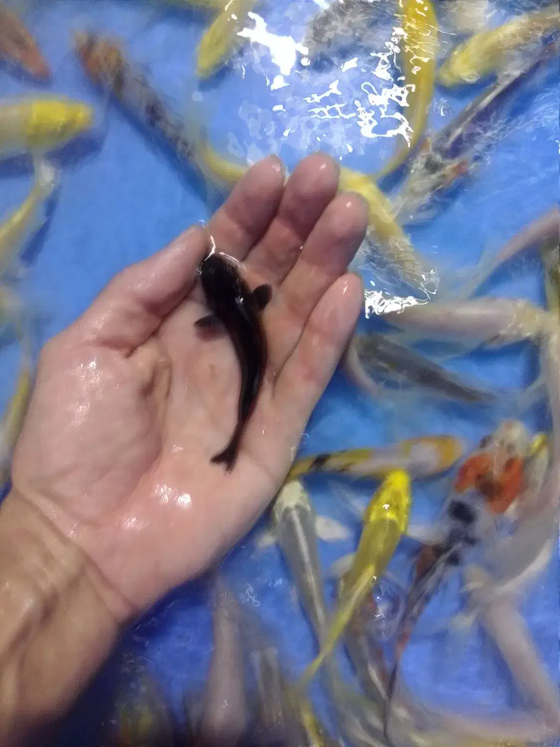 کوی بلک و یامابوکی|ماهی|تهران, اسکندری|دیوار