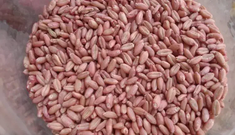 گندم آبی پیشگام|عمده‌فروشی|گچی, |دیوار