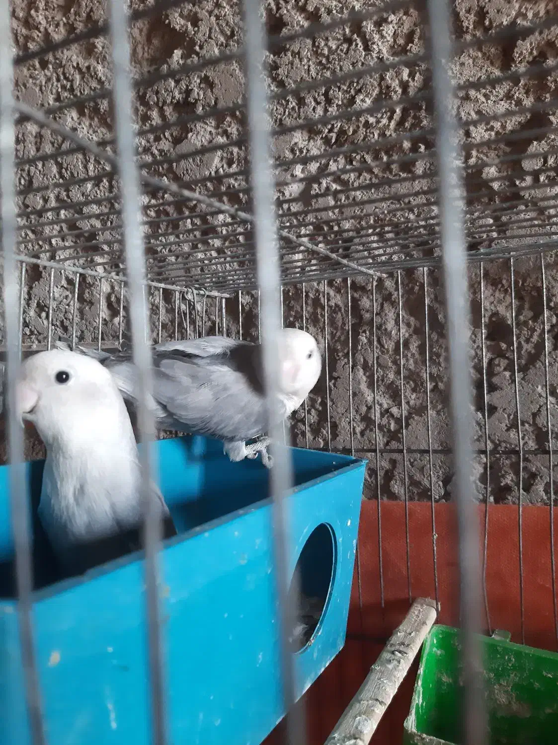 طوطی برزیلی|پرنده|خرمشهر, |دیوار