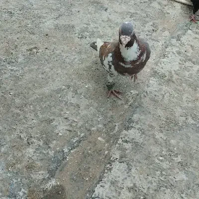 کفتر پرشی|پرنده|شیروان (خراسان), |دیوار