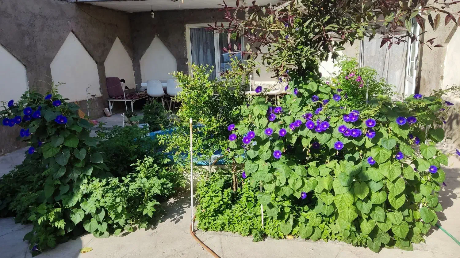 اجاره.خانه همکف حیاط دار برای دوستار طبیعت|اجارهٔ خانه و ویلا|باسمنج, |دیوار