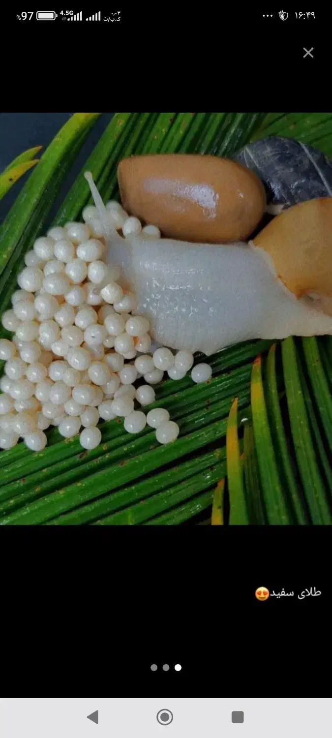 حلزون تخم گذار|خزنده|کرمانشاه, |دیوار