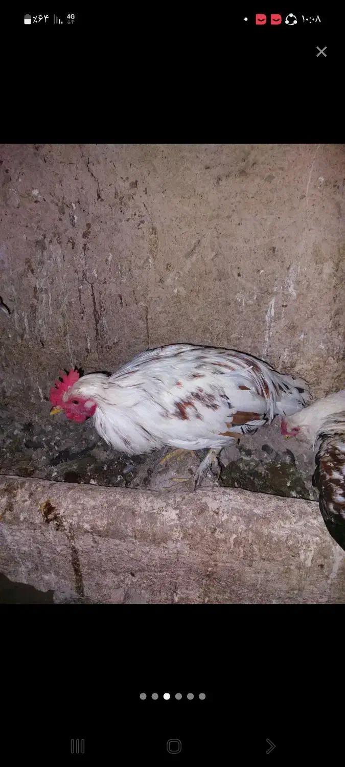 خروس|حیوانات مزرعه|ملایر, |دیوار