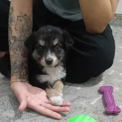 سگ دورگه|سگ|مشهد, مقصود آباد|دیوار