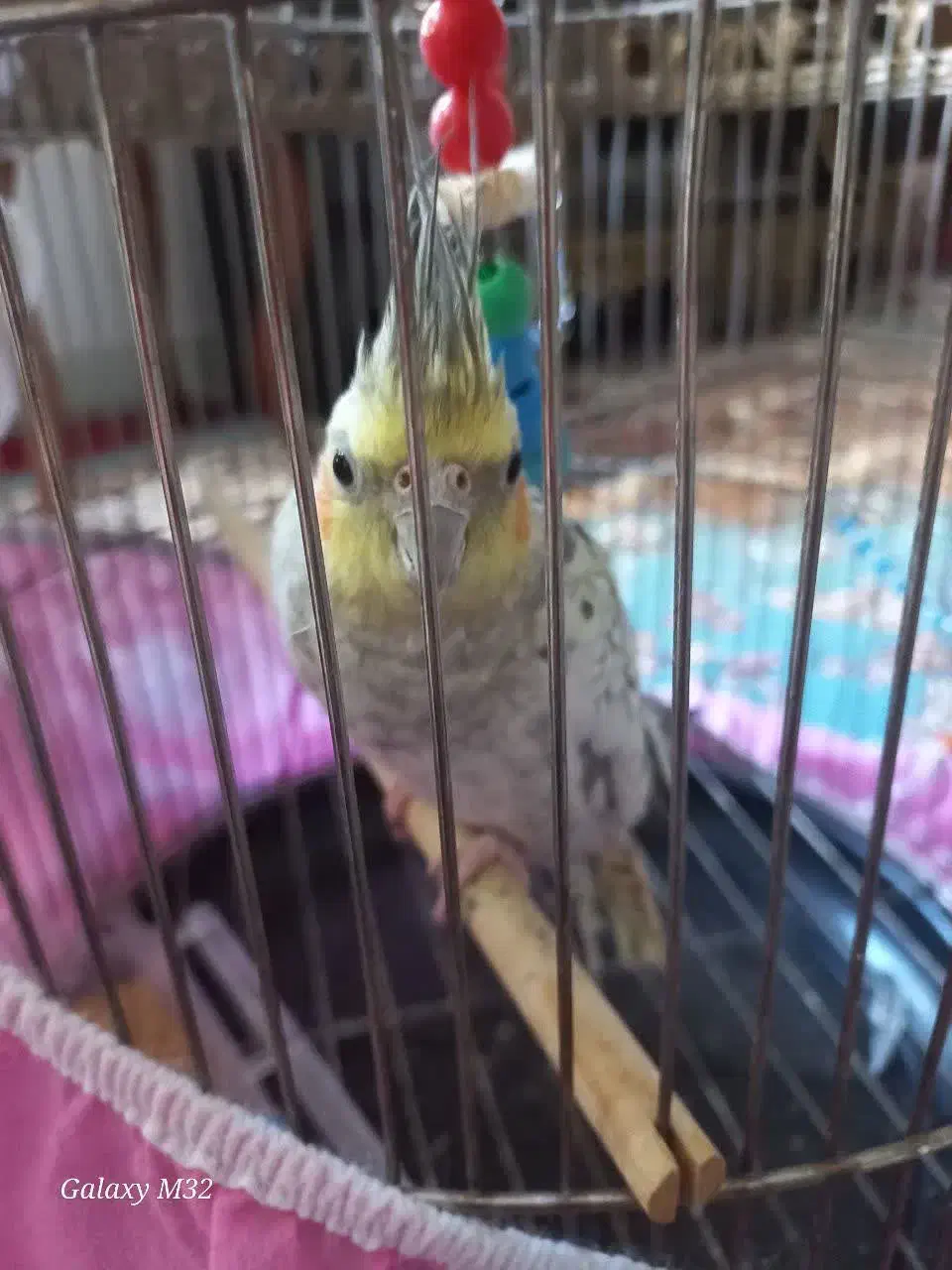 عروس هلندی (ماده)|پرنده|بروجرد, |دیوار