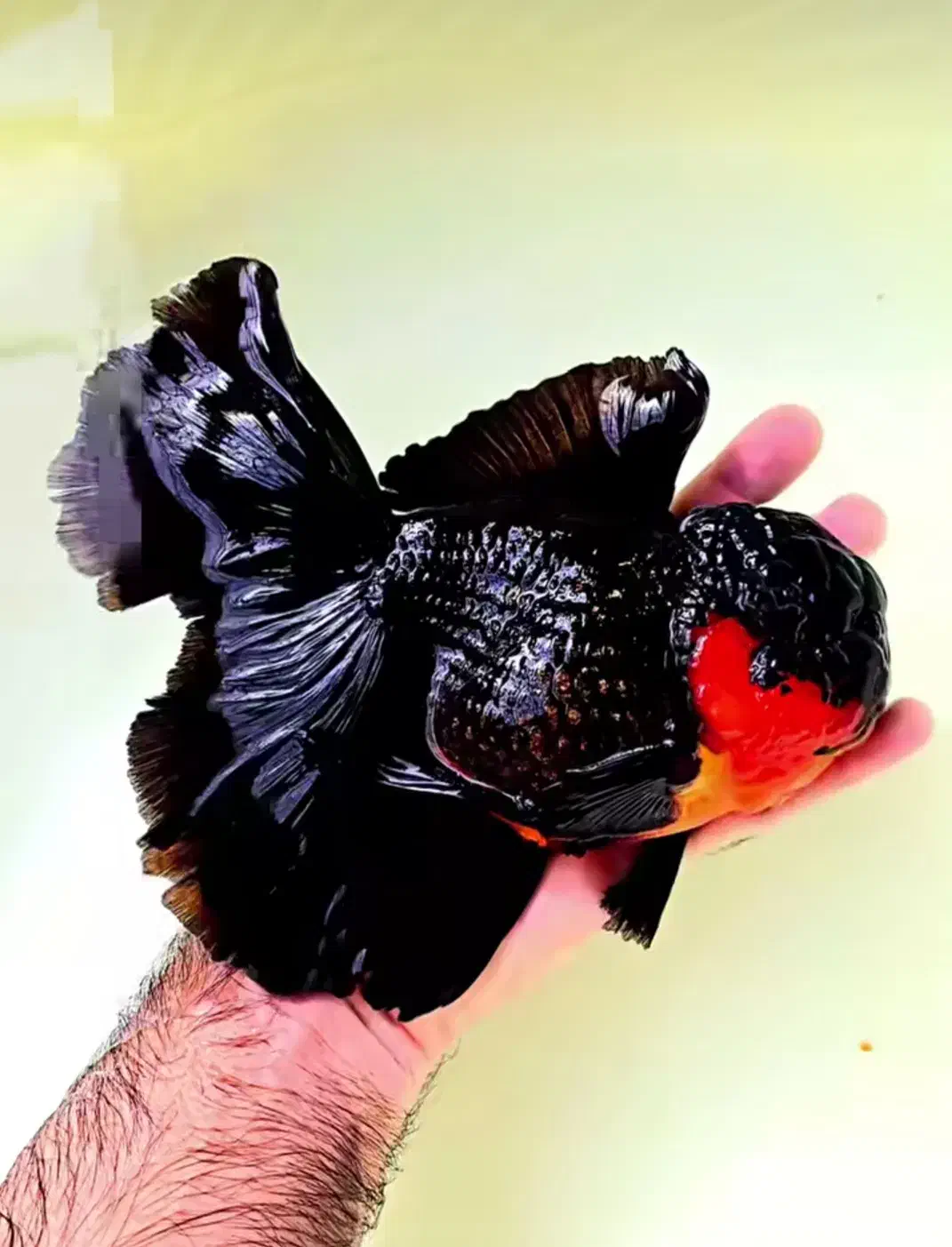 فروش ماهی های گلدفیش وارداتی|ماهی|بابلسر, |دیوار