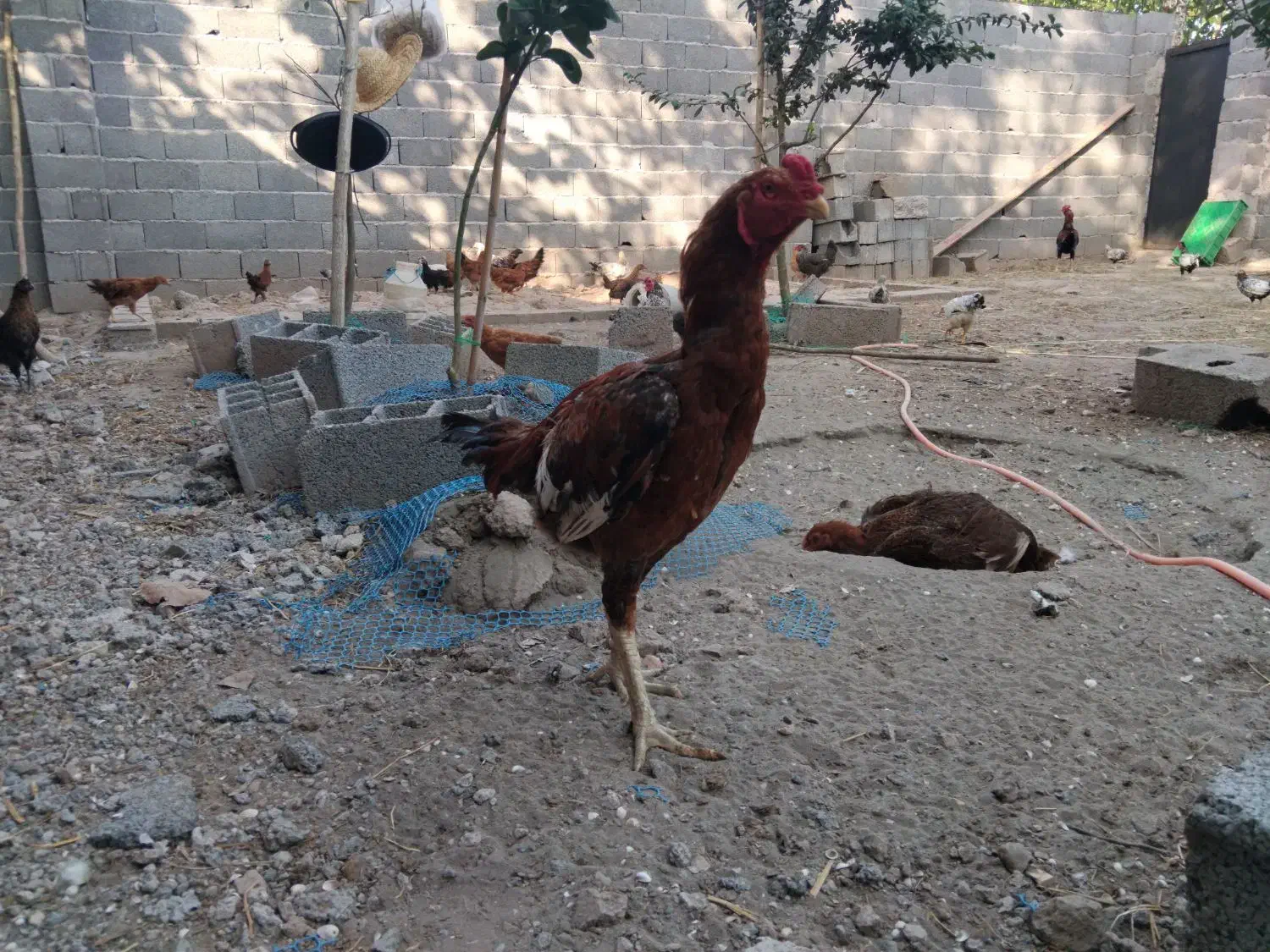 تخم مرغ لاری|حیوانات مزرعه|خشکبیجار, |دیوار