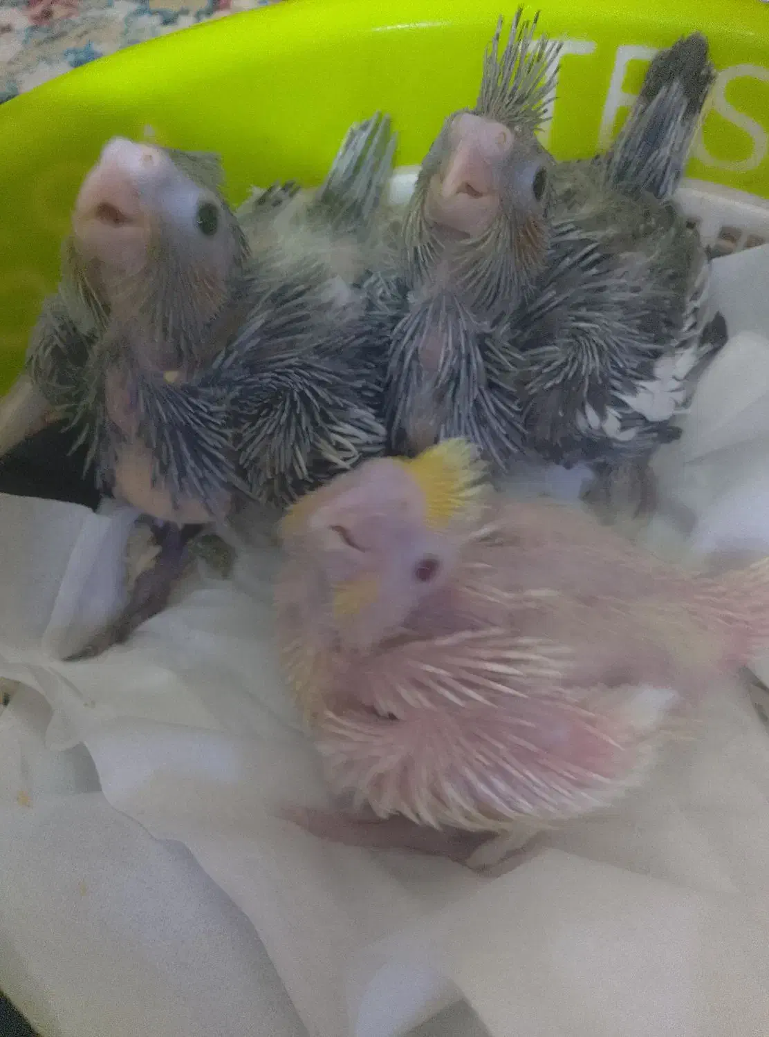 پرنده|پرنده|شوشتر, |دیوار