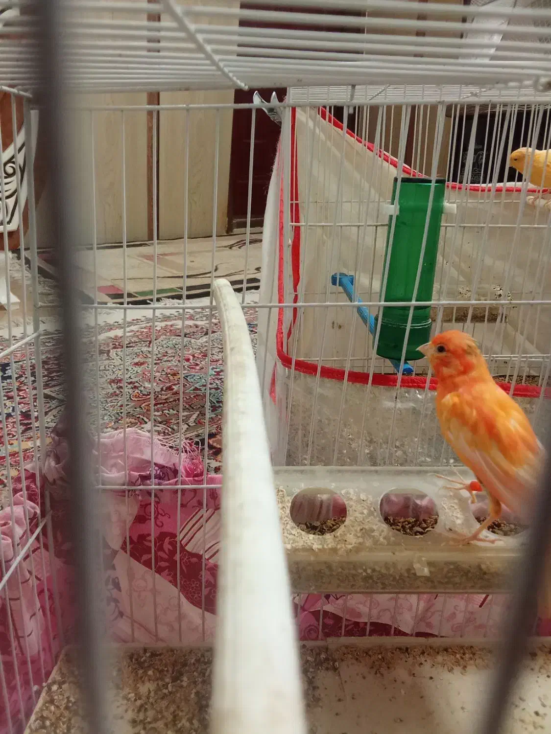 قناری|پرنده|تربت‌حیدریه, کلاته توکلی|دیوار