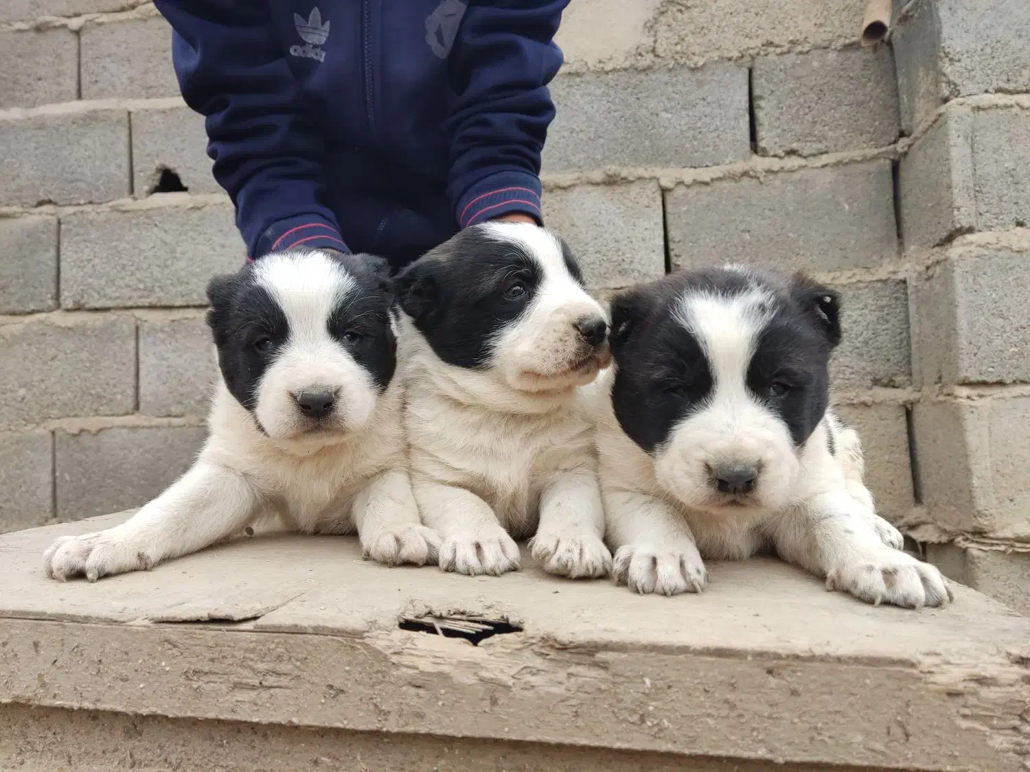 سگ الابای/توله سگ|سگ|رشت, گیل|دیوار