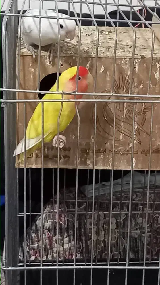 طوطی برزیلی جفت|پرنده|تهران, زرکش|دیوار