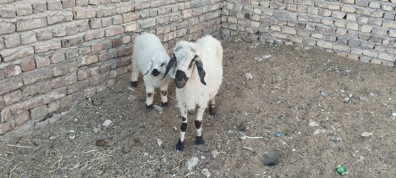 گوسفند|حیوانات مزرعه|زابل, |دیوار