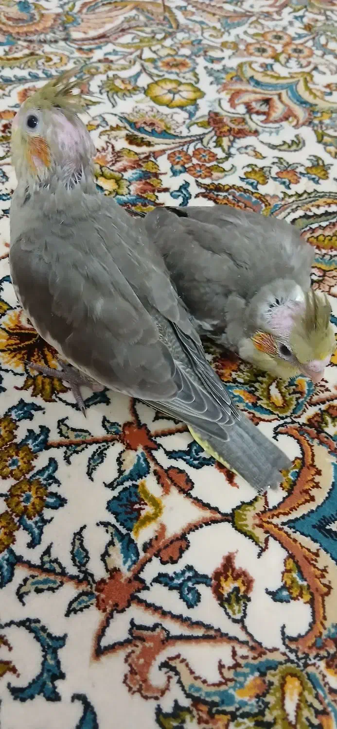 عروس هلندی به شرط سالمی|پرنده|قم, بلوار امین و ساحلی|دیوار