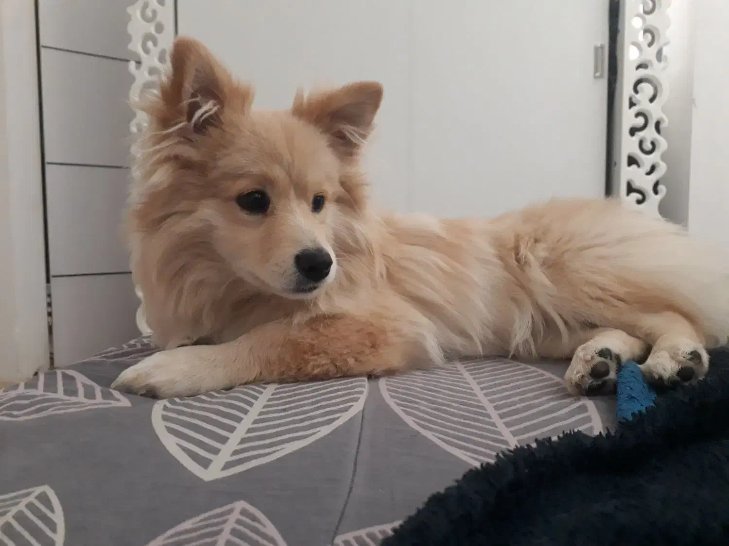 سگ پامرین|سگ|شهرکرد, |دیوار