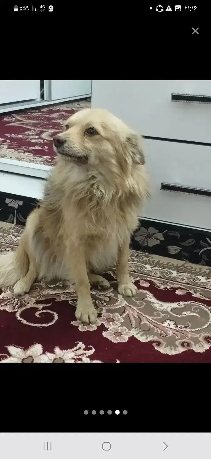 سگ پامر نر|سگ|لنجان, |دیوار