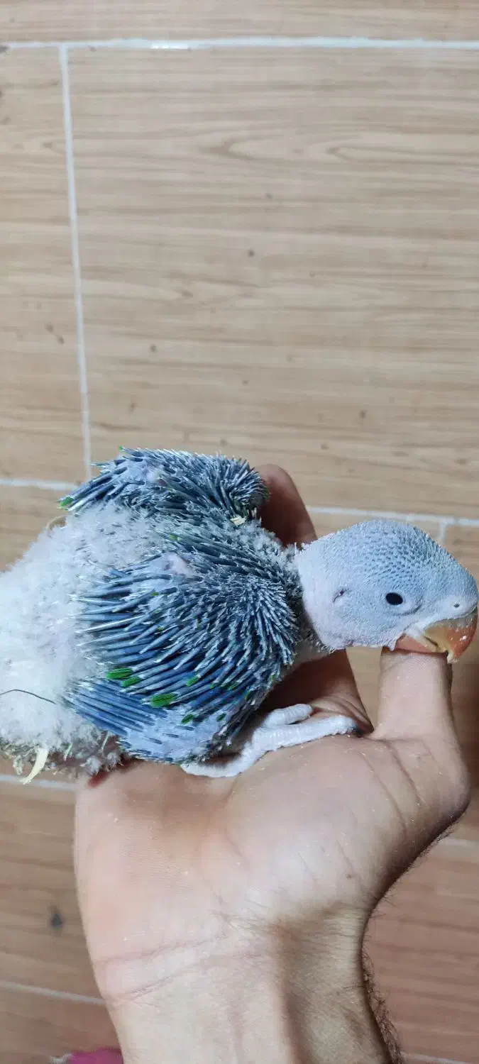 جوجه سرلاکی شاه طوطی|پرنده|اهواز, گلستان|دیوار