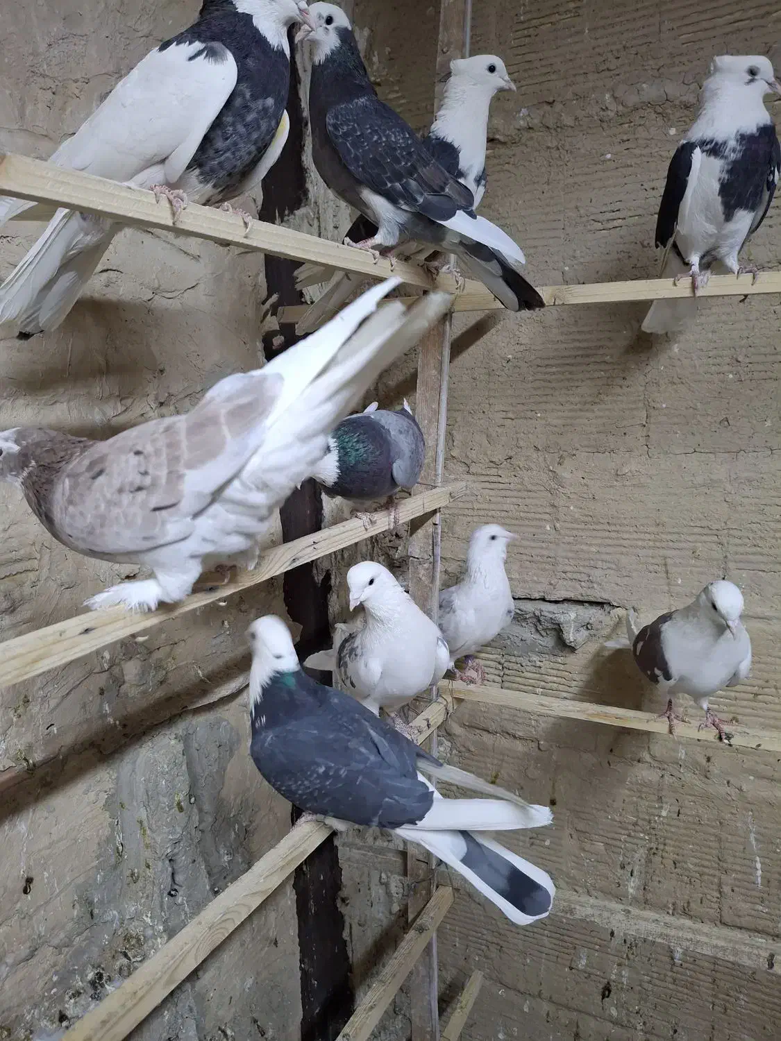 کفتر پرشی شازده و هما.طوقی|پرنده|ری, حمزه‌آباد|دیوار