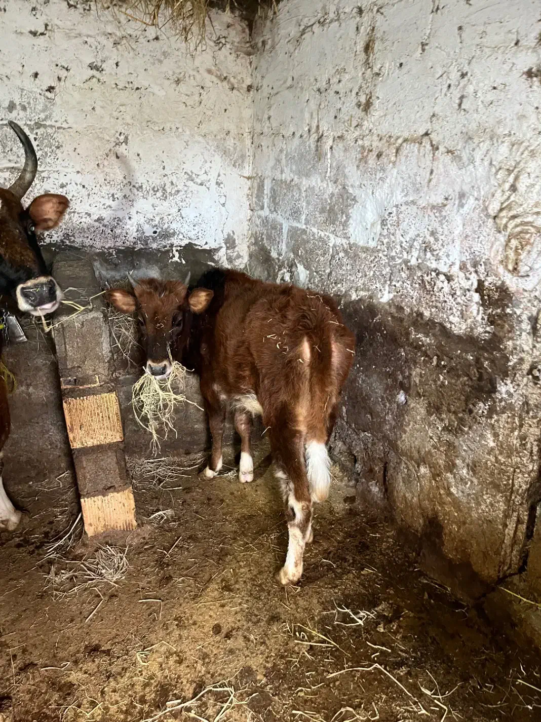 گوساله|حیوانات مزرعه|تنکابن, |دیوار