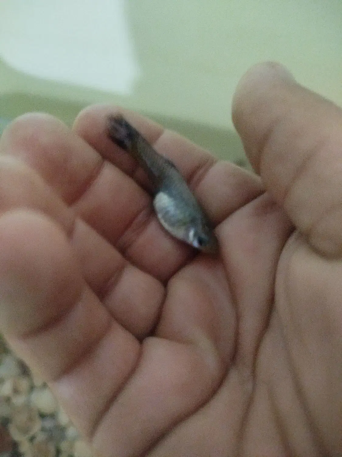 ماهی|ماهی|نوشین شهر, |دیوار