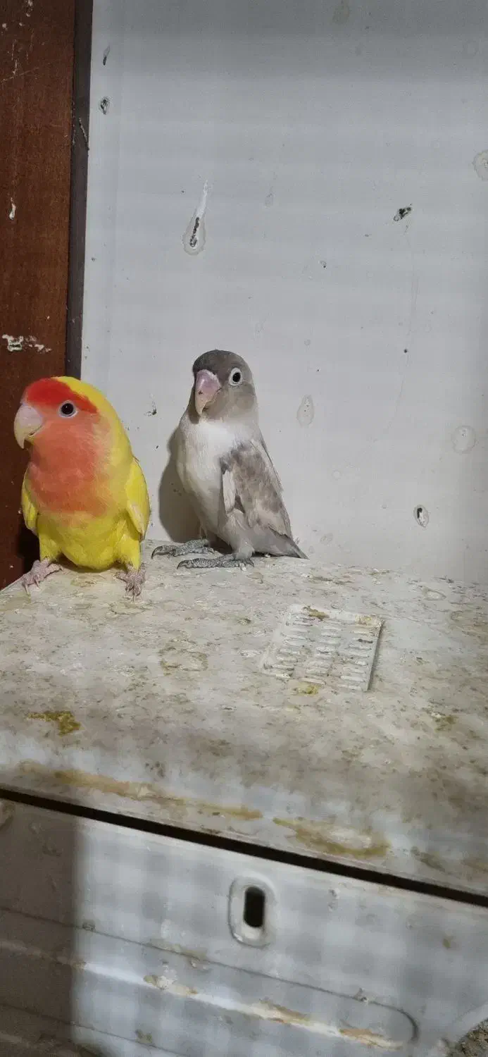 کوتوله|پرنده|سبزوار, شرق کال شمالی|دیوار