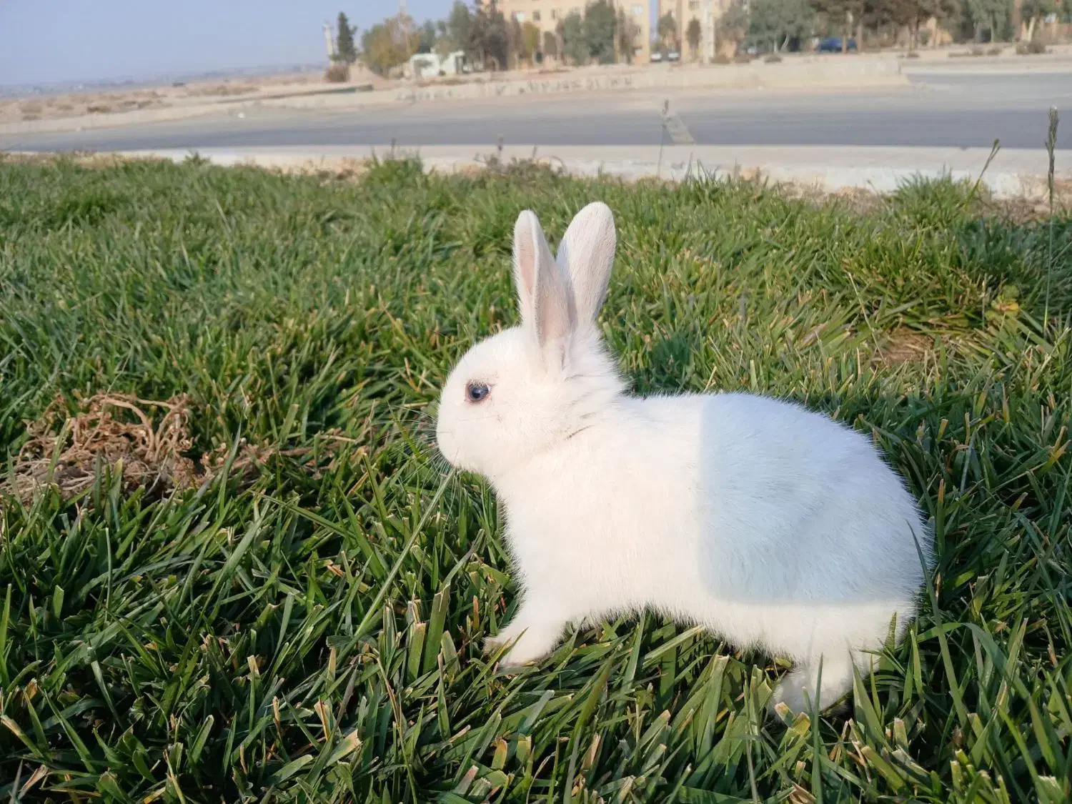 خرگوش باهوش|موش و خرگوش|پیشوا, |دیوار